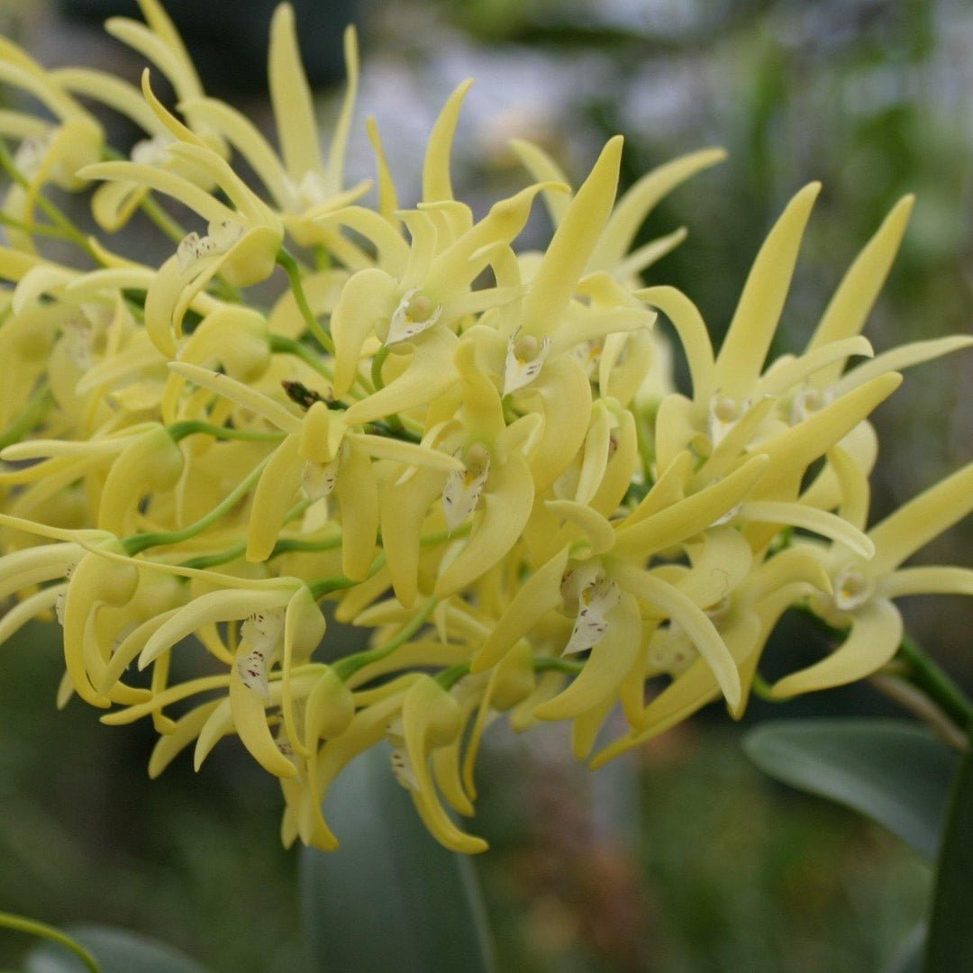 Den. speciosum curvicaule  (species) 2" Pot, .