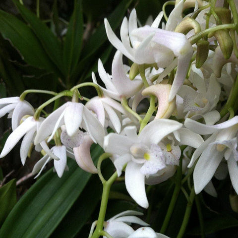 Den. delicatum (species) 3" Pot.