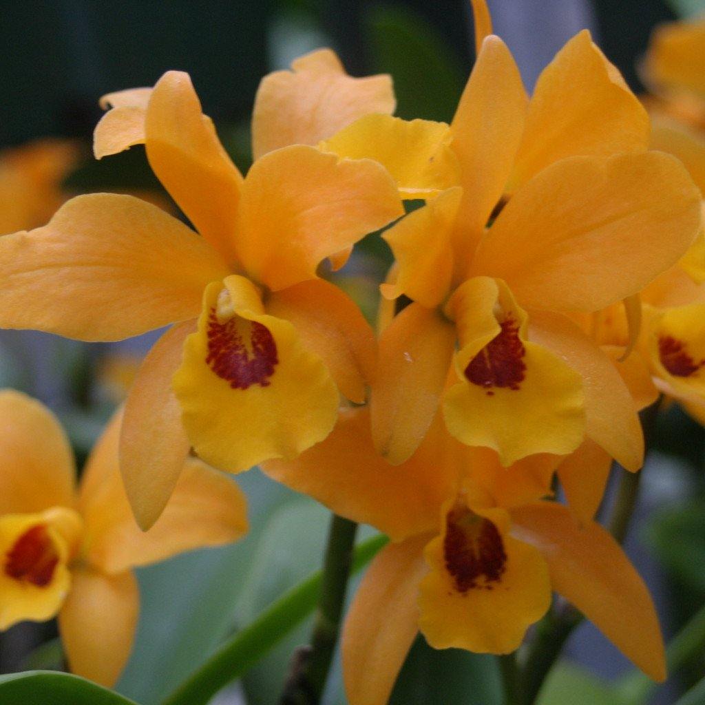 Lc. Gold Digger `Orglade&