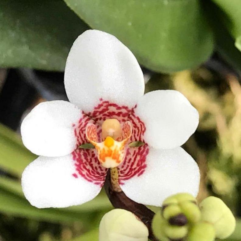 Sarcochilus (Royal Red x Camira White) 2.5" Pot,  (Single Growth).