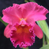 Pot. Alex Porto (Pumpkin Festisval x Bryce Canyon `Splendiferous' AM) 2" Pot.