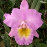 Bc. Hawaiian Agenda  'Florida Winter' 5" Pot.