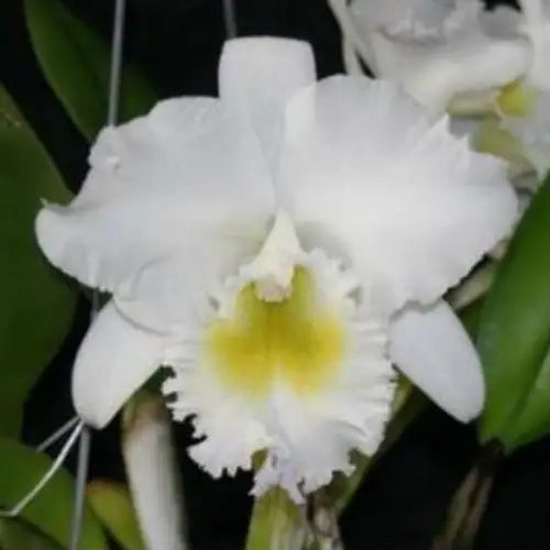 Bc. Pastoral Innocence x L. jongheana – Fragrant Winter Orchid – 2.5