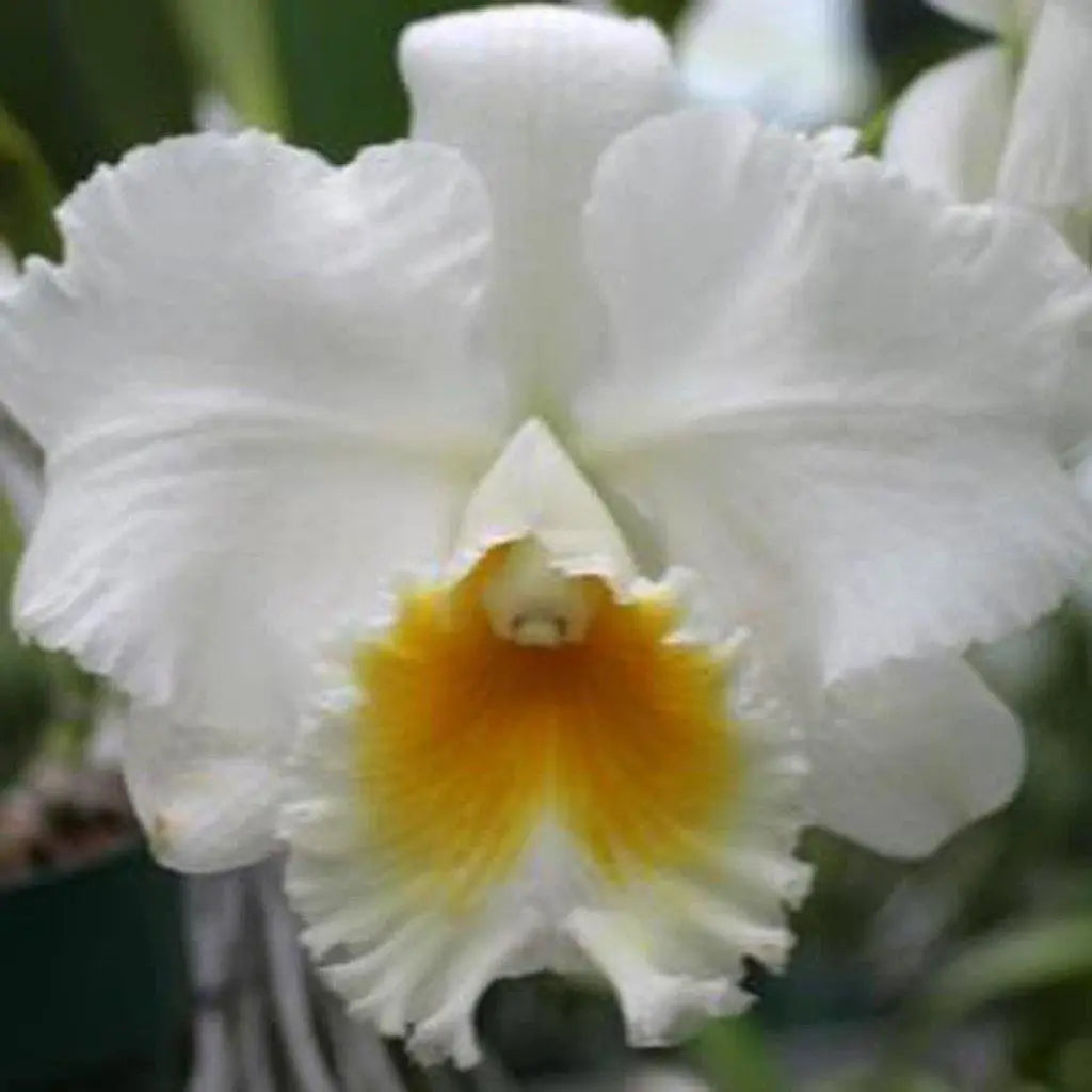 Blc. Ranger Six &