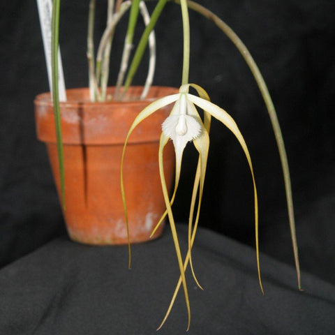 Brassavola cucullata – Fragrant species orchid with spidery white blooms in a 2 inch pot, near blooming size, summer bloomer, and rare in cultivation.