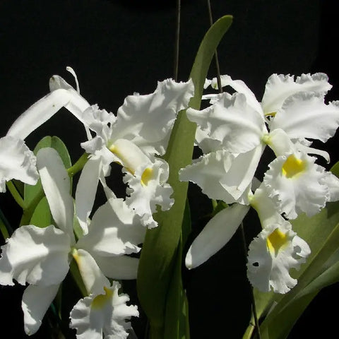 C. Adrienne de Wavrin (warscewiczii x maxima) 4 Pot -