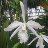 C. Adrienne de Wavrin (warscewiczii x maxima) 4 Pot -
