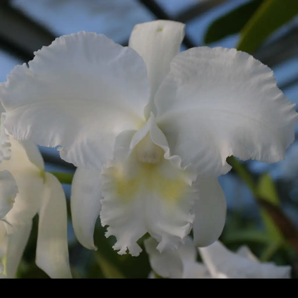 C. Alice B. duPont 'Waldor' HCC/AOS Cattleya 4