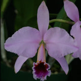 C. Louis Chaton (percivaliana `Summit' x trianaei `Cashen's' FCC/AOS) (1898 Remake) 2.5" Pot.