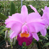 C. Louis Chaton (percivaliana `Summit' x trianaei `Cashen's' FCC/AOS) (1898 Remake) 2.5" Pot.