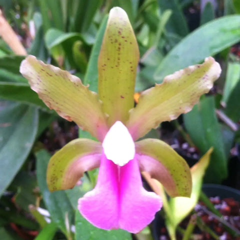 C. tenuis (x sib. `Orchid Eros’ HCC/AOS) Species 2 Pot -
