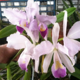 C. trianaei coerulea (`Kathleen’ AM/AOS x `Billy Bob’)