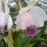 C. trianaei coerulea (`Kathleen’ AM/AOS x `Billy Bob’)
