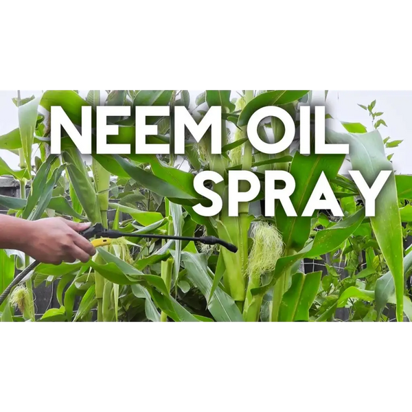 DynaGro’s® Neem Oil Organic Pesticide and Fungicide.8 oz Waldor Orchids