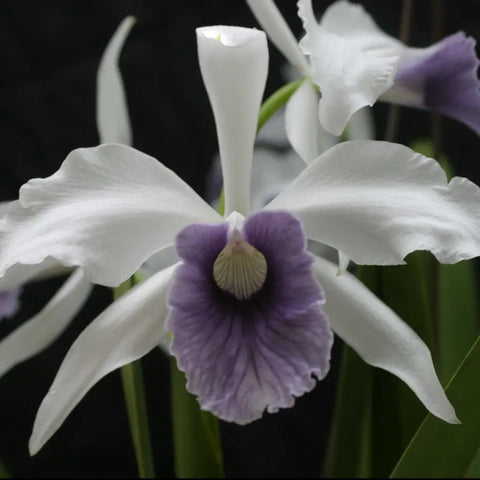 L. purpurata werkhauseri striata (`Exotic Orchids' x `Blue Flare') Species 4" Pot.