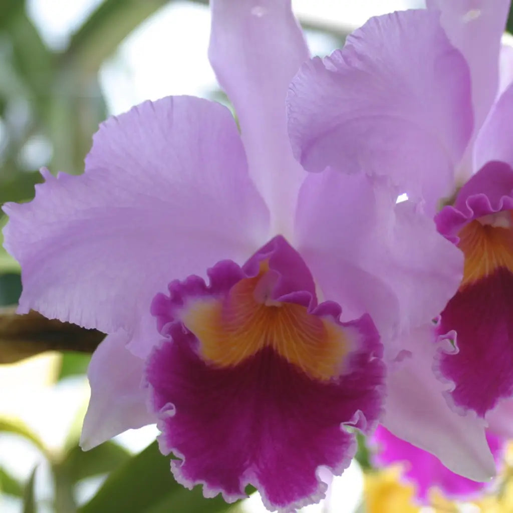 アンリミテッドヴァーサス UVS レイチェル　エルフリード　SR Lc. Irene Finney `Spring Bounty' AM/AOS HCC/AOC 6 Pot - Waldor Orchids