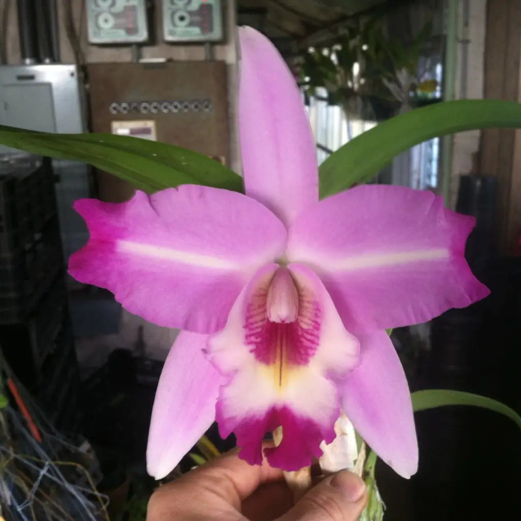 Cattleya Orchid Top – Tyler McGillivary
