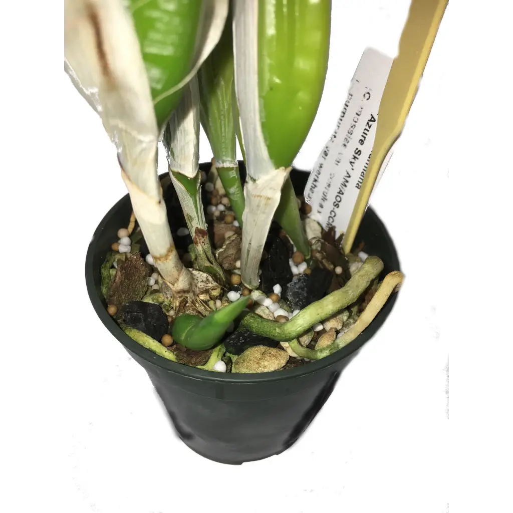 Orchid Nerd ™ 11-2-12 All Purpose Slow Time Release Fertilizer 120 days 15 ounces.