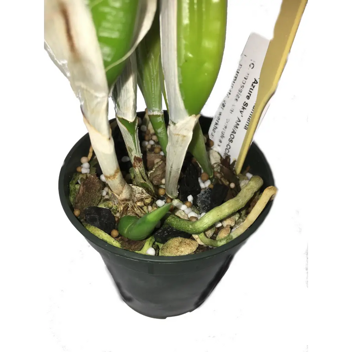 Orchid Nerd ™ 11-2-12 All Purpose Slow Time Release Fertilizer 120 days 15 ounces.