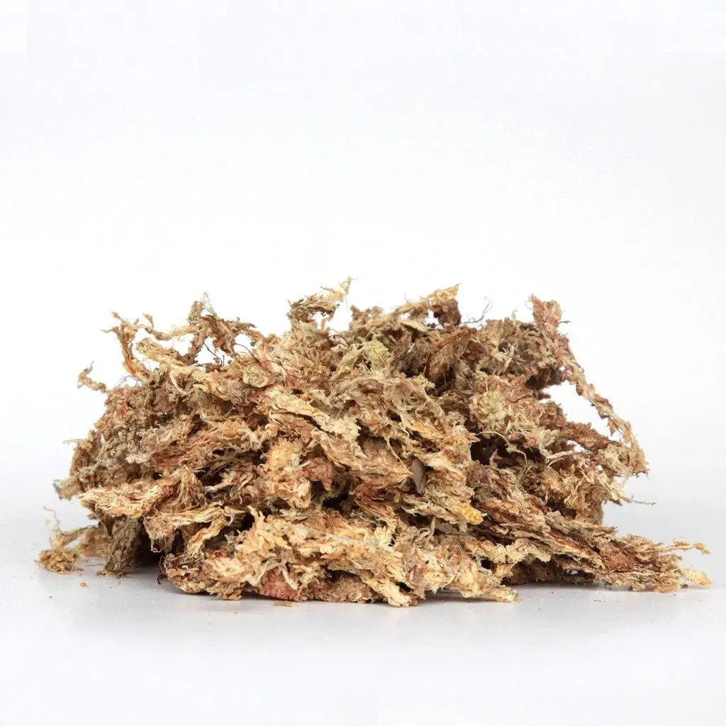 Orchid Nerd ™ Compressed Sphagnum Moss 1 Kilo.