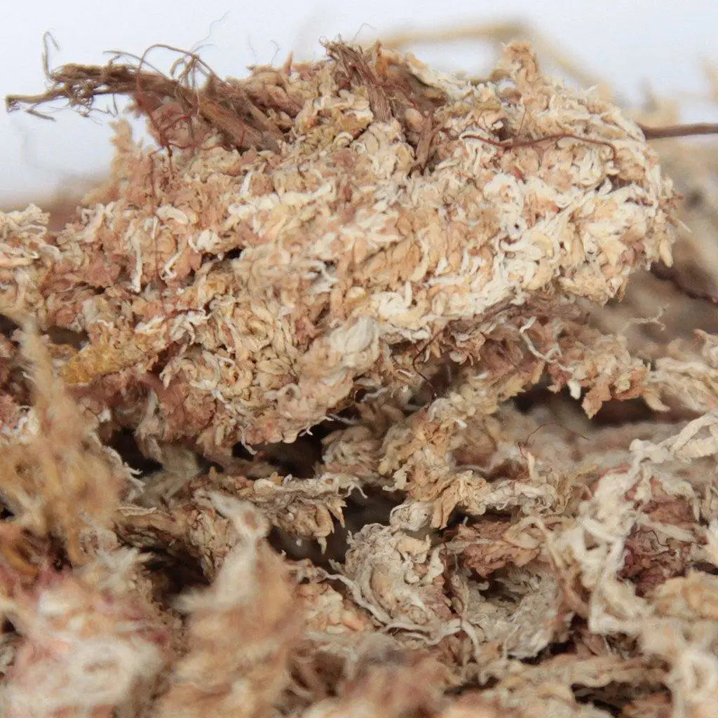Orchid Nerd ™ Compressed Sphagnum Moss 1 Kilo.
