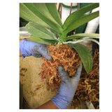 Orchid Nerd ™ Compressed Sphagnum Moss 1 Kilo.
