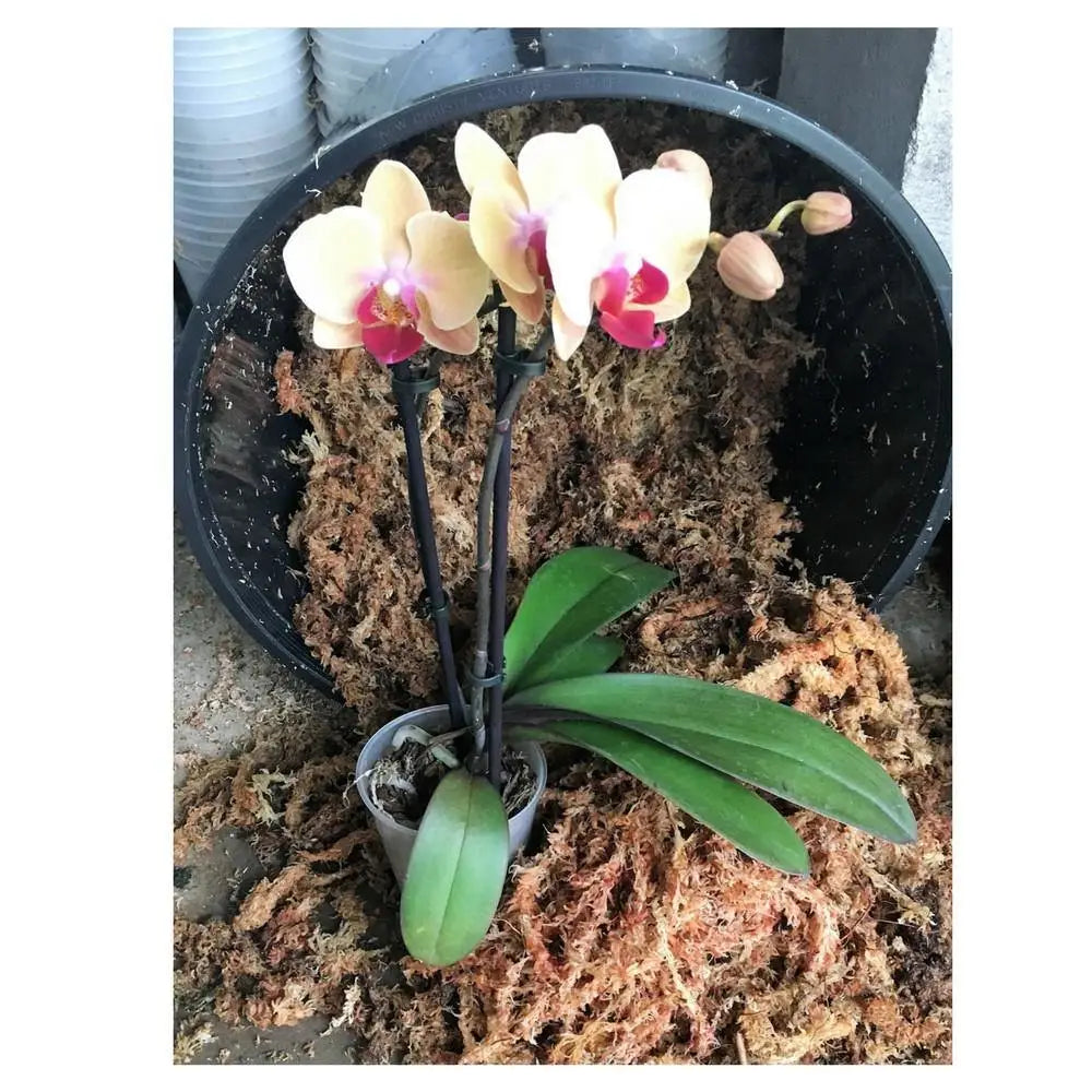 Orchid Nerd ™ Compressed Sphagnum Moss 5 Kilo - Waldor Orchids