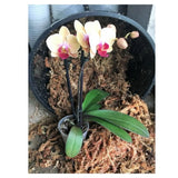 Orchid Nerd ™ Compressed Sphagnum Moss 5 Kilo.