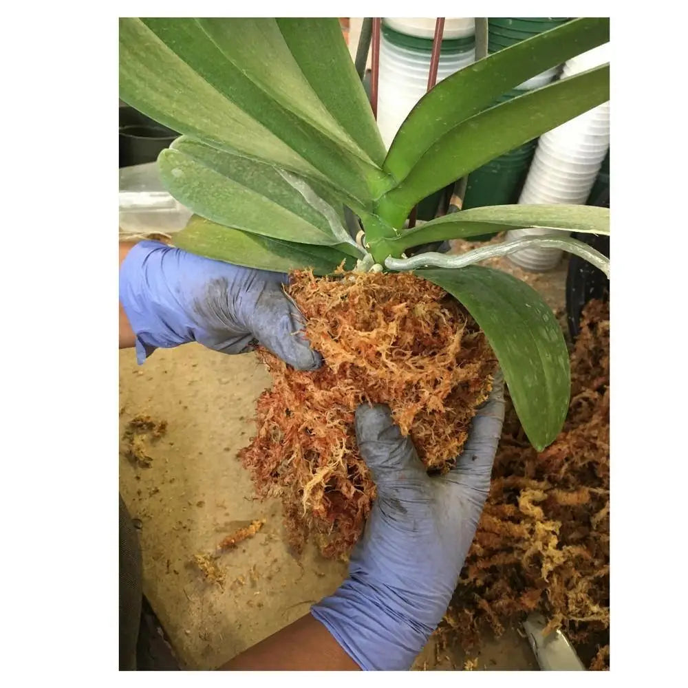 Orchid Nerd ™ Compressed Sphagnum Moss 5 Kilo.