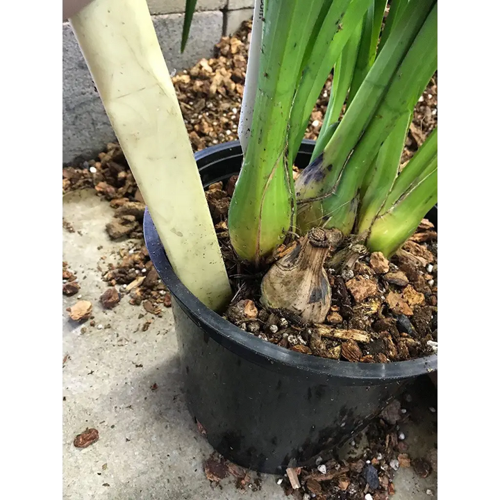 Orchid Nerd ™  Cymbidium Mix 2 Cubic Foot Box™.
