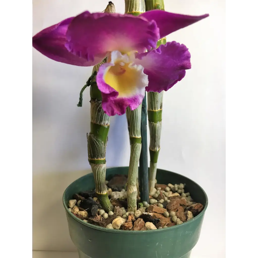 Orchid Nerd ™ Nutricote 18-6-8 All Purpose Slow Time Release Fertilizer 180 Day 13 ounces.