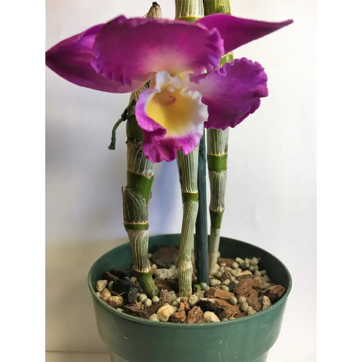Orchid Nerd ™ Nutricote 18-6-8 All Purpose Slow Time Release Fertilizer 180 Day 13 ounces.