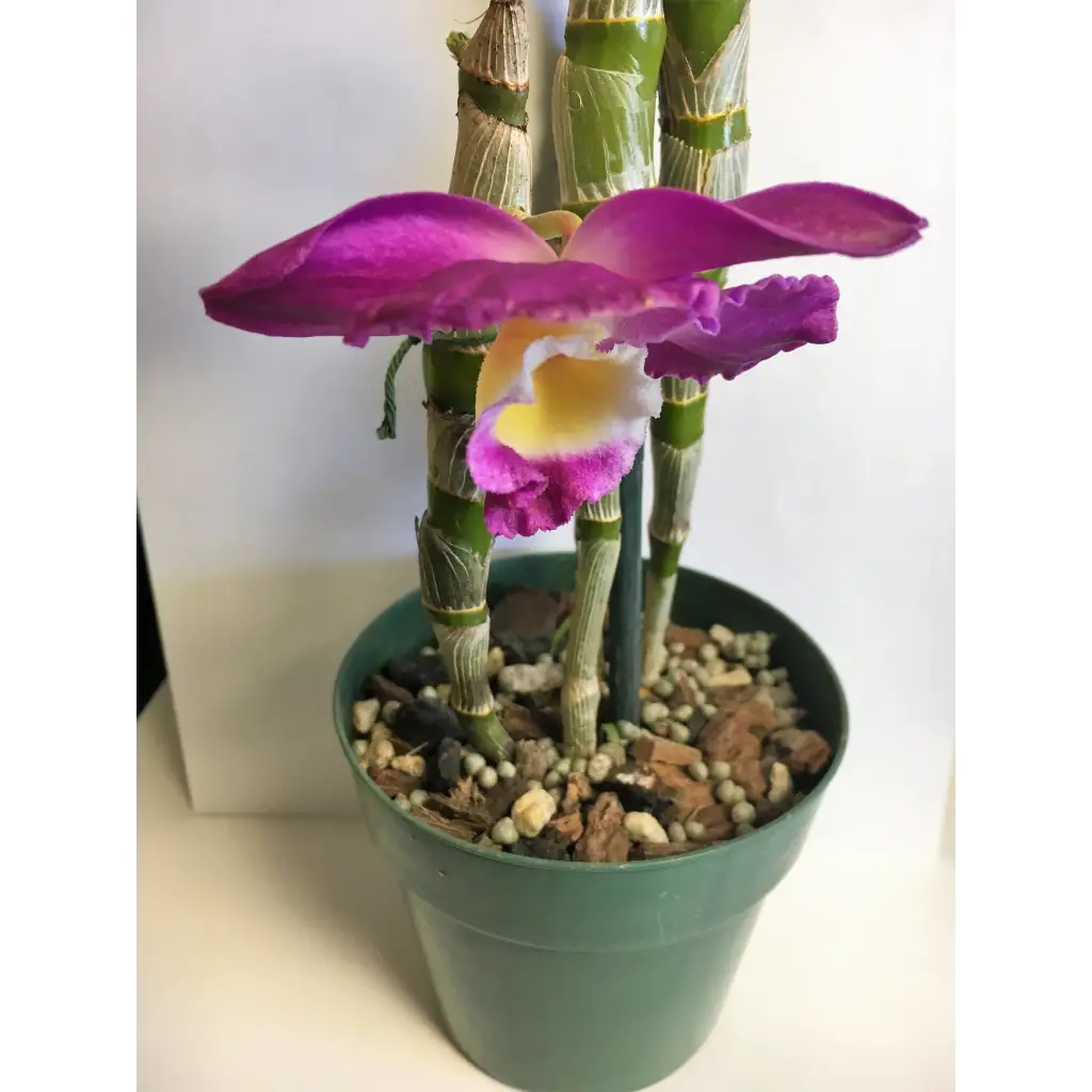 Orchid Nerd ™ Nutricote 18-6-8 All Purpose Slow Time Release Fertilizer 180 Day 13 ounces.