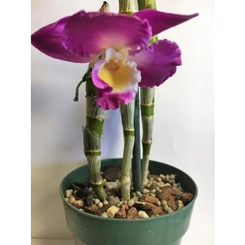 Orchid Nerd ™ Nutricote Orchid Food, 15-Ounce (Orchid Ferlizer) 13-11-11 All Purpose Slow Time Release.