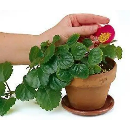 Orchid Nerd ™ Osmocote Classic Flower and Vegetable Smart-Release All Purpose Plant Food, 15 oz (14-14-14 Plant Fertilizer).